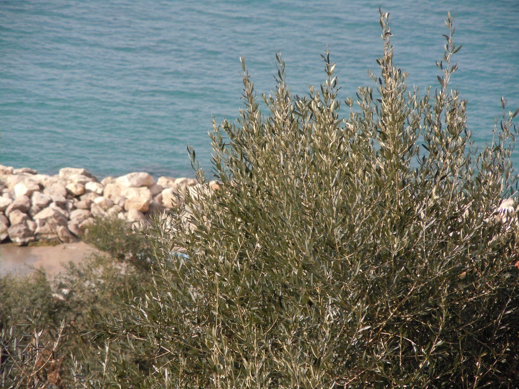 Villa Rosmary - Sorrento Coast - Gulf Of Naples View Buitenkant foto